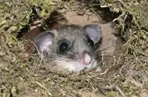 Dormouse -Glis glis-, looking out from like the nest of a dipper, Untergroeningen, Baden-Wuerttemberg, Germany, Europe