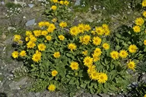 Images Dated 1st August 2012: Doronicum -Doronicum grandiflorum-, Canton of Valais, Switzerland