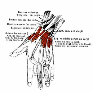 Science Collection: Dorsal tendons of the wrist