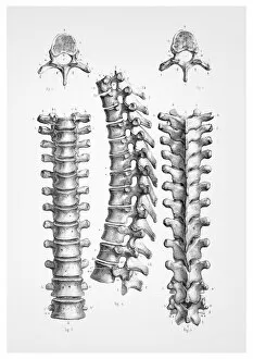 Images Dated 25th June 2015: Dorsal vertebrae anatomy illustration 1866