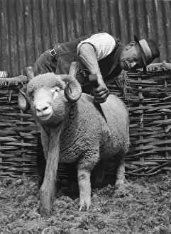 Cutting Prints: Dorset Ram