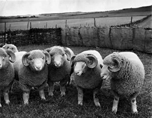 Livestock Gallery: Dorset Rams