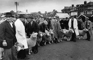 Farm A Prints: Dorset Sheep