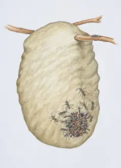 Biting Prints: Dorylus nigricans, African Driver Ants entering a wasps nest, front view