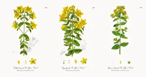 Dotted-leaved St. Johnas Wort, Hypericum perforatum, Victorian Botanical Illustration, 1863