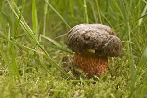 Gramineae Prints: Dotted Stem Bolete mushroom (Boletus erythropus)