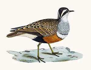 Dotterel bird