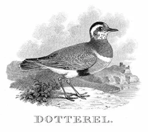 Dotterel engraving 1812