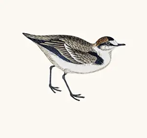 Plover Prints: Dotterel plover bird
