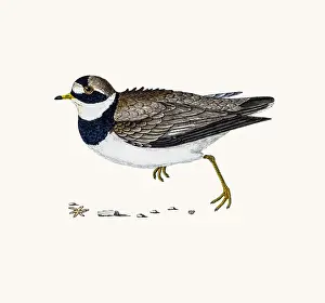 Plover Prints: Dotterel plover bird