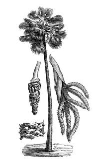 Palm Tree Prints: doub palm, palmyra palm, tala palm, toddy palm or wine palm (Borassus flabellifer)