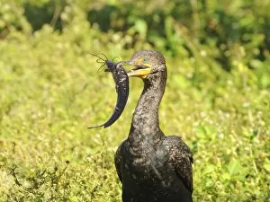 Images Dated 21st July 2008: Double-crested cormorant, Phalacrocorax auritus, with freshly caught walking catfish