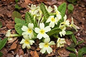 Variation Collection: Double English Primrose, Common Primrose, English Primrose (Primula vulgaris)