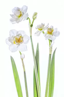Captivating Floral Photography by Mandy Disher Collection: Double Narcissus