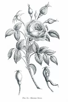 Images Dated 9th June 2015: Double rose engraving 1898