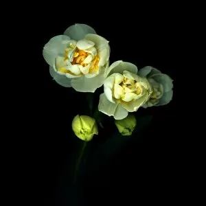 DOUBLES... Narcissus