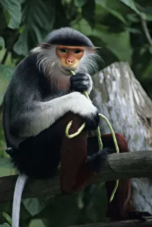 Images Dated 13th February 2006: Douc langur (Pygathrix nemaeus) sitting on branch, eating, close-up