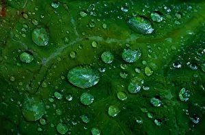 Drop Prints: Douglas Island, Alaska, USA. Pattern of raindrops on large leaf, summer