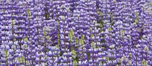 Images Dated 24th May 2009: Douglas lupine field (Lupinus nanus)