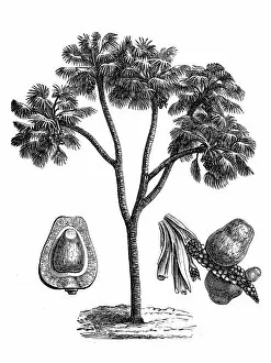 Tropical Tree Gallery: Doum palm - Hyphaene thebaica