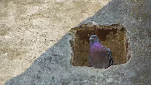 Convent Gallery: A dove in the ruins of St. Agustin Church in Antigua Guatemala