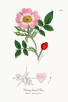 Images Dated 4th June 2018: Downey-leaved Rose, Rosa tomentosa, Victorian Botanical Illustration, 1863