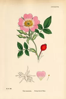 Images Dated 4th June 2018: Downey-leaved Rose, Rosa tomentosa, Victorian Botanical Illustration, 1863