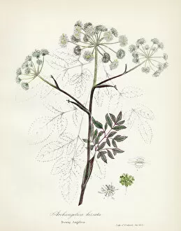 Images Dated 28th April 2017: Downy Angelica botanical engraving 1843