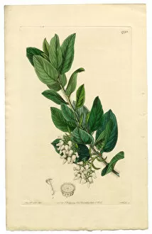 Images Dated 21st September 2016: Downy Bearberry, Bearberry, Arctostaphylos tomentosa Victorian Botanical Illustration, 1835