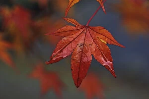 Downy Japanese Maple, Fullmoon Maple -Acer japonicum-, Mainau island, Baden-Wuerttemberg, Germany, Europe