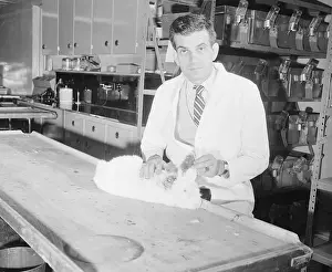 Dr. Ernest L. Wynder with a Rabbit