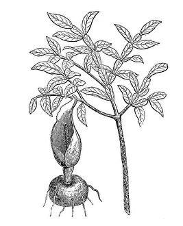 Plant Part Prints: Dracontium