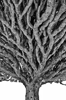 Images Dated 17th November 2010: Dragon blood tree