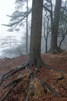 Images Dated 18th January 2017: dragon claw pine. Huangshan (Yellow Mountains), Eastern China