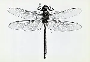 Dragon Fly