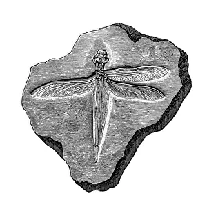 Animal Bone Prints: Dragonfly
