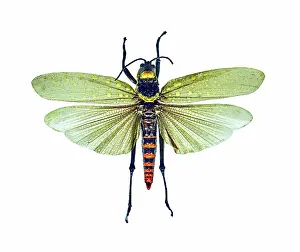 Insect Lithograph Prints: Dragonfly
