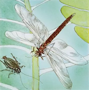 Dragonfly (Anisoptera), on stem of plant, and bug below, elevated view