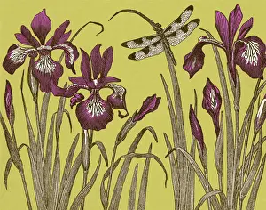 Dragonfly and Iris Flowers