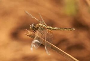 Images Dated 21st November 2011: Dragonfly, Scarlet Skimmer or Crimson Darter -Crocothemis sevillia-, female, Battambang, Cambodia