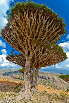 Images Dated 17th November 2010: Dragons blood on Dixam Plateau-socotra island