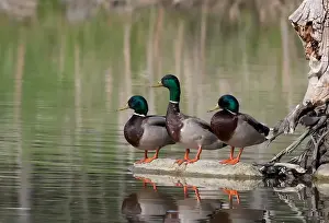 Three Drake mallards