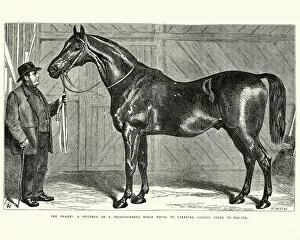 Images Dated 5th January 2018: The Drake, thoroughbred horse, 19th Century