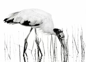 Images Dated 2nd April 2018: Dramatic Black and White Wood Stork and Reeds
