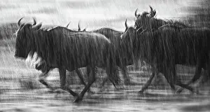 Vicki Jauron Wildlife Photography Prints: Dramatic Motion Blur of Wildebeest Running in the Rain in the Mara Triangle, Kenya