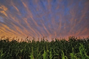 Images Dated 17th February 2010: Dramatic Sunset Over Maize (Corn) Fields, Magaliesburg, Gauteng Province, South Africa