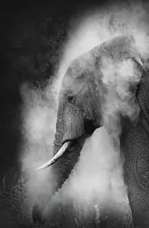 Vicki Jauron Wildlife Photography Prints: Dramatic vertical of Elephant dusting in black and white at Amboseli, Kenya