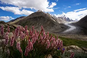 Tonnaja Travel Photography Prints: Dran Drung Glacier with the flowers in summer season