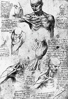 Florentine School Prints: Drawing of anatomical studies by Leonardo da Vinci