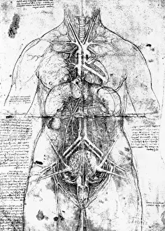 Renaissance Prints: Drawing of an anatomical study by Leonardo da Vinci